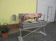 Spanferkel-Grill